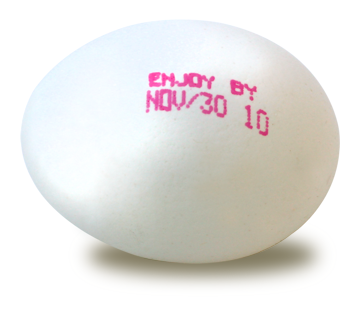 Eggshell Coding Eggshell Coding